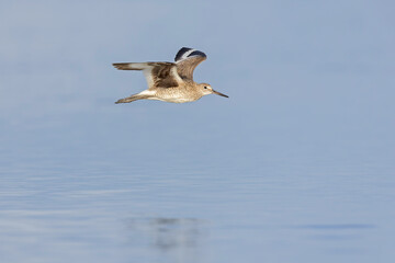 A willet (Tringa semipalmata) in flight.