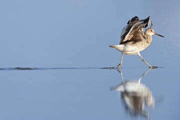 A willet (Tringa semipalmata) landing in shallow water.