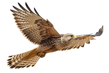 Fototapeta premium A brown hawk flying with wings fully extended out