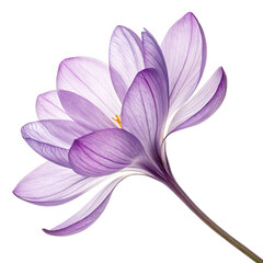 Delicate purple saffron crocus flower with delicate petals isolated on transparent background