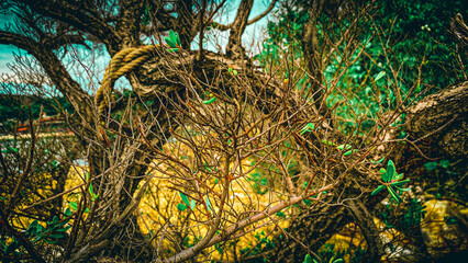 A vintage-style nature scene with soft tones, nostalgic atmosphere, and timeless beauty of the outdoors.