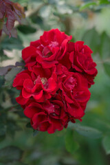 red rose in garden