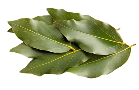 bay leaves isolated on a white background, with no shadow, no reflection, and no text or other elements in front of the leaves.