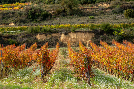 La Rioja, Spain, autumn vineyards with warm light reflecting grape harvest and viticulture traditions, emphasizing wine production, agriculture, and Mediterranean rural heritage of this landscape.