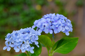 Close up of a blue Hortensie, Hydrangea macrophylla