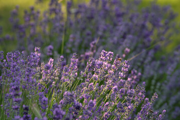 Fototapeta premium field of lavender