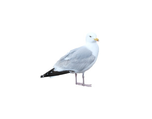 Obraz premium European herring gull, seagull on transparent background