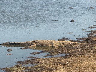 crocodile in the water