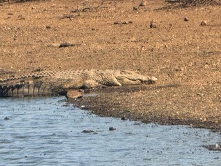Crocodile sunning itself on the riverbank