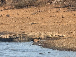 crocodile half out of the water