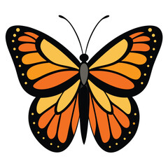 Butterfly vector illustration isolated on white background colorful wings nature insect