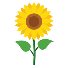 Sunflower isolated on white background vector illustration