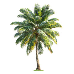 Obraz premium Lush green coconut palm tree isolated, ideal for tropical designs.