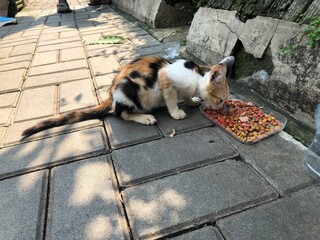 Calico cat eating dry food on a stone path outdoors.