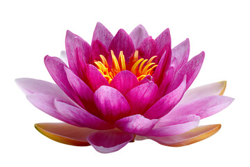 Close up of a beautiful pink water lily with a yellow center on a black background.