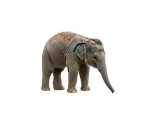 Obraz premium Cute elephant illustration icon on white background