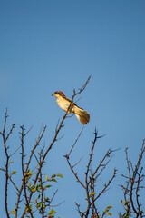 A woodchat shrike perches gracefully atop a bare tree branch against a vivid blue sky.