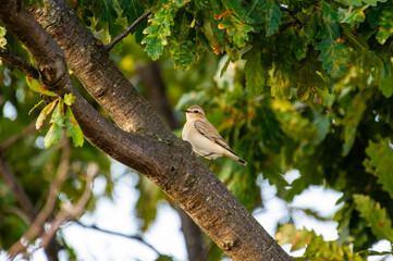 A small  isabelline wheatear bird with a bold eye stripe perches quietly on an oak branch surrounded by lush green leaves.
