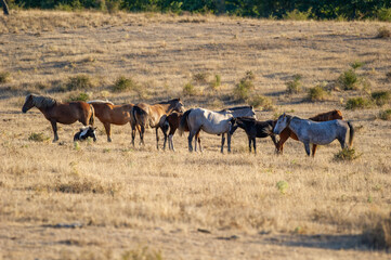 horses of varying colors stand calmly in a sunlit, dry field surrounded by sparse vegetation and...