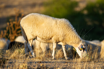 A lone sheep grazes quietly in a sunlit field, surrounded by dry grass and soft shadows of its...