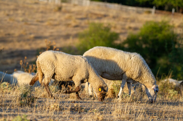 A flock of woolly sheep grazes peacefully on dry grass under the warm glow of golden hour.