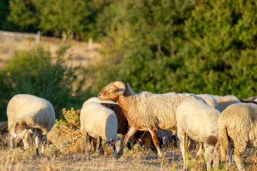 A horned brown ram grazes among white sheep in a sunlit field bordered by green trees and dry grass.