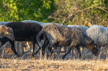 A group of black and white sheep grazes calmly in a dry field, framed by green trees and soft...