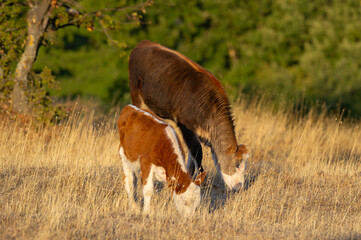A brown-and-white cow grazes beside its calf in a sunlit field of dry grass, framed by trees and...