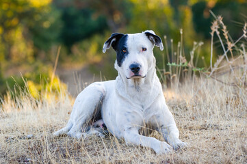 A calm white dog with a black eye patch lies on dry grass, gazing at the camera in a rustic outdoor...