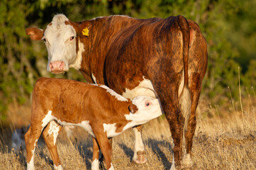 A reddish-brown cow nurses its calf in a sunlit grassy field, capturing a tender moment of maternal...