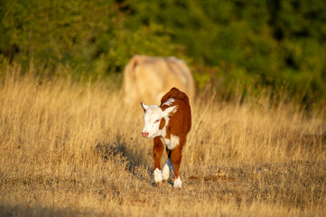 A reddish-brown calf with white markings walks through a sunlit field of dry grass, trailed by a...