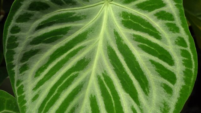 close up view of Anthurium crystallinum silver blush leaf,  showcasing velvety textures and striking white veins against rich green foliage, camera slowly move, tropical scene, indoor plant