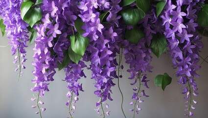 Purple wisteria flowers hanging with green leaves.