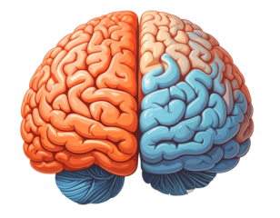 Cartoon-Style Brain with Orange and Blue Halves, Flat Vector Design, Isolated PNG