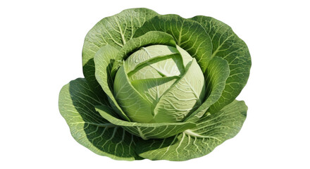Obraz premium Fresh Green Cabbage Head Growing in a Sunny Organic Garden Field