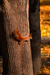 Wild Eurasian red squirrel clinging to tree trunk in autumn park. Cute forest animal with fluffy tail and tufted ears climbing down the bark. Wildlife in natural environment with colorful fall backgro