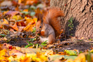 Eurasian red squirrel foraging in fallen autumn leaves in a park. Wild animal with fluffy tail and pointed ears looking for food on the ground in a natural environment. Seasonal wildlife concept, autu