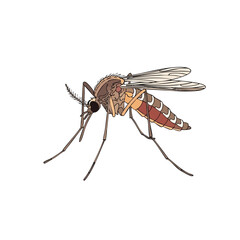 Fototapeta premium Detailed illustration of a mosquito showcasing realistic features and anatomy for educational purposes 