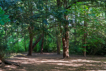 Peaceful forest clearing with tall trees and dappled sunlight filtering through the canopy. Serene woodland path surrounded by lush green foliage and natural shade.