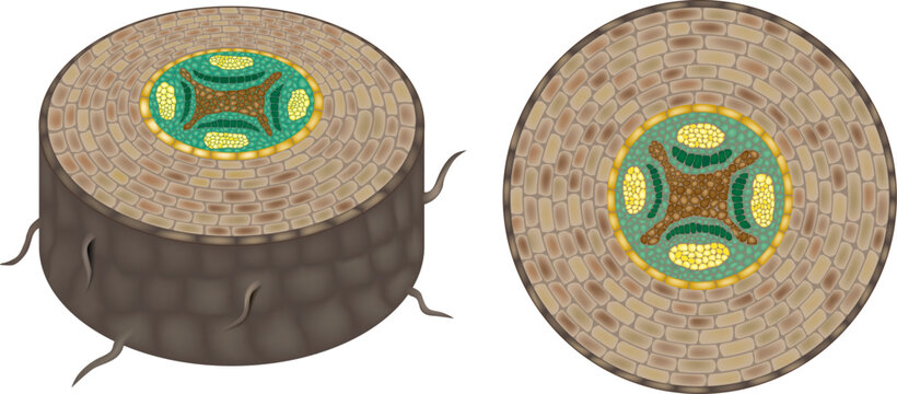 Detailed scientific illustration of a dicot root cross section showing plant tissue layers, including epidermis, cortex, endodermis, pericycle, phloem, and xylem in vascular bundles. 
