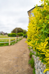 Bright yellow flowers bloom along the stone wall beside the gravel path in Cromer, UK. Coastal walkway features lush hedgerows and traditional English countryside scenery