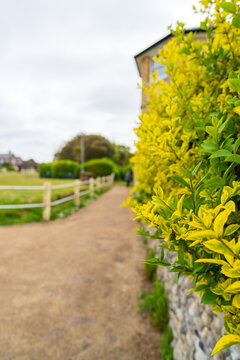 Bright yellow flowers bloom along the stone wall beside the gravel path in Cromer, UK. Coastal walkway features lush hedgerows and traditional English countryside scenery