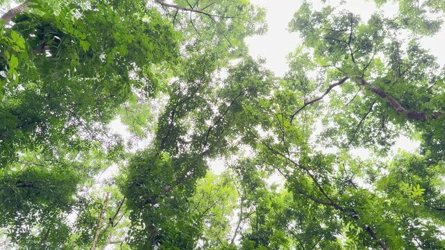 Gentle breeze rustling vibrant green leaves in lush forest canopy creating peaceful summer vibe