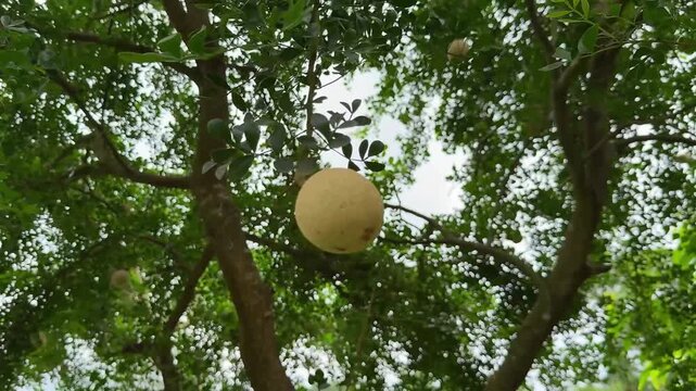 Exotic bael fruit hanging from tree branch in lush green forest canopy blowing in gentle breeze