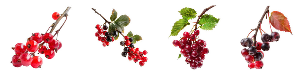 Varieties of Ribes fruits including redcurrants blackcurrants with leaves