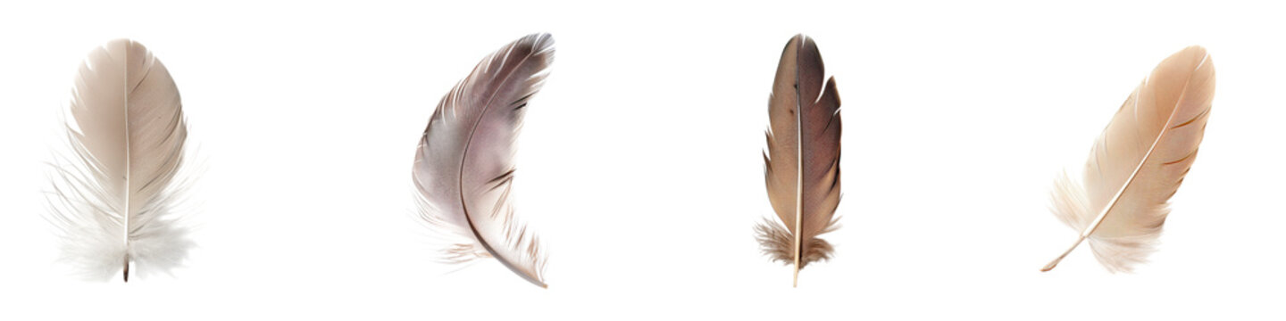 Variety of Bird Feathers Displayed on a for Compositions