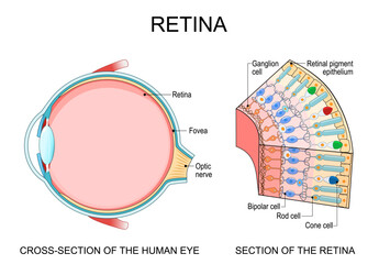 Human eye anatomy. Retina structure