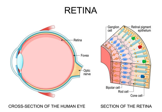 Human eye anatomy. Retina structure