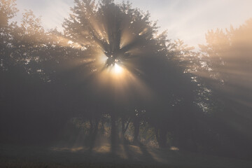 Motyw mgły i światła na Malniku nad Muszyną latem. © rogozinski