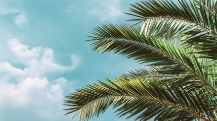 Fototapeta premium Stunning photo of palm Sunday concept photo shows rich green palm leaves against pastel blue sky with soft clouds. Sunny day. Beautiful natural background. Fresh foliage.